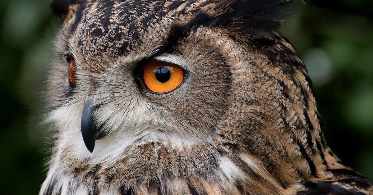 Pictures of Eurasian Eagle-Owl