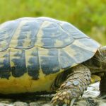 Pictures of Pig-Nosed Turtle