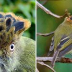 Pictures of Scale-Crested Pygmy Tyrant