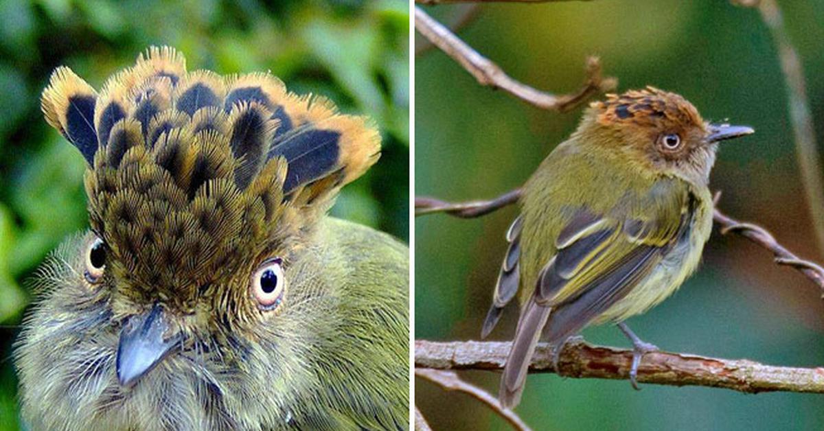 Pictures of Scale-Crested Pygmy Tyrant