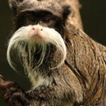 Pictures of Tamarin