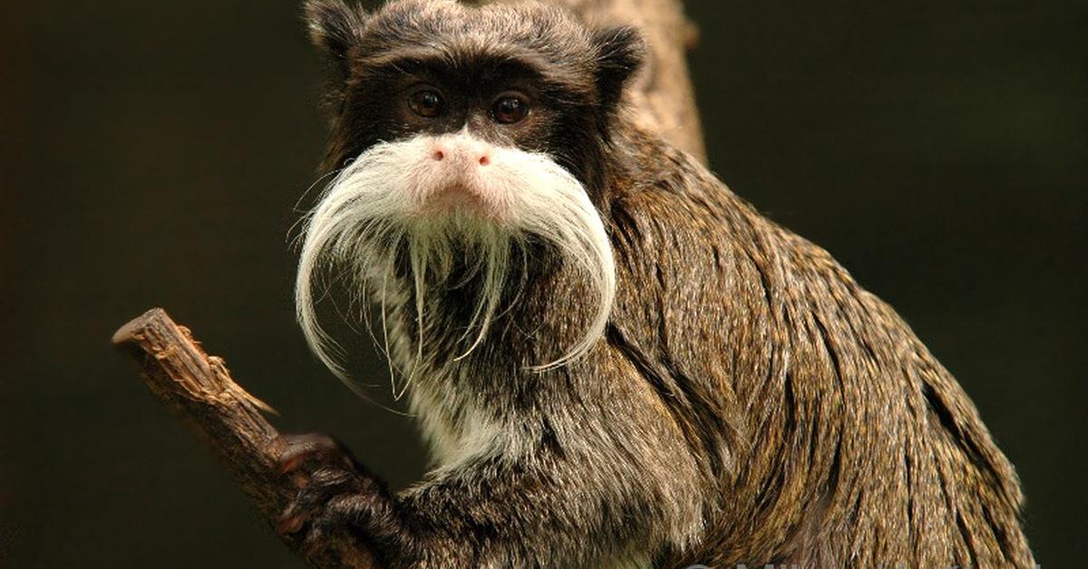 Pictures of Tamarin