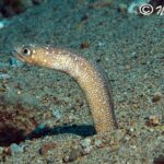 Pictures of Pacific Spaghetti Eel