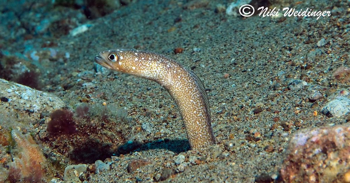 Pictures of Pacific Spaghetti Eel