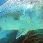 Pictures of Giant Trevally