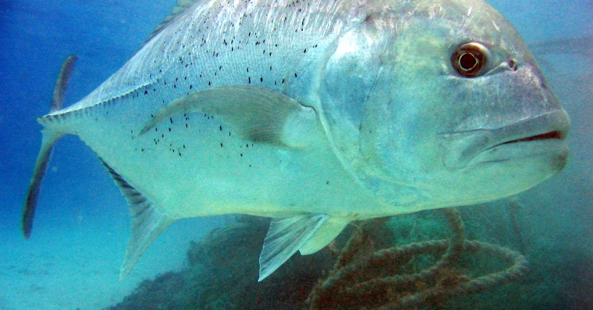 Pictures of Giant Trevally