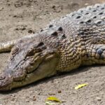 Pictures of Crocodylomorph