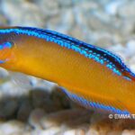 Pictures of Orchid Dottyback