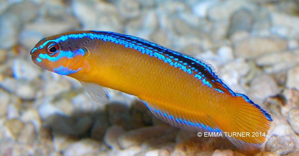 Pictures of Orchid Dottyback