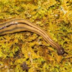 Pictures of Hammerhead Worm