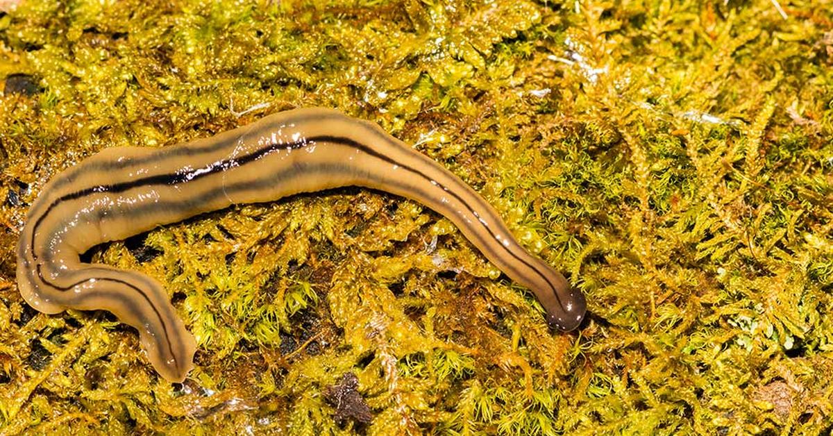 Pictures of Hammerhead Worm