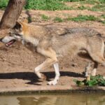 Pictures of Arabian Wolf