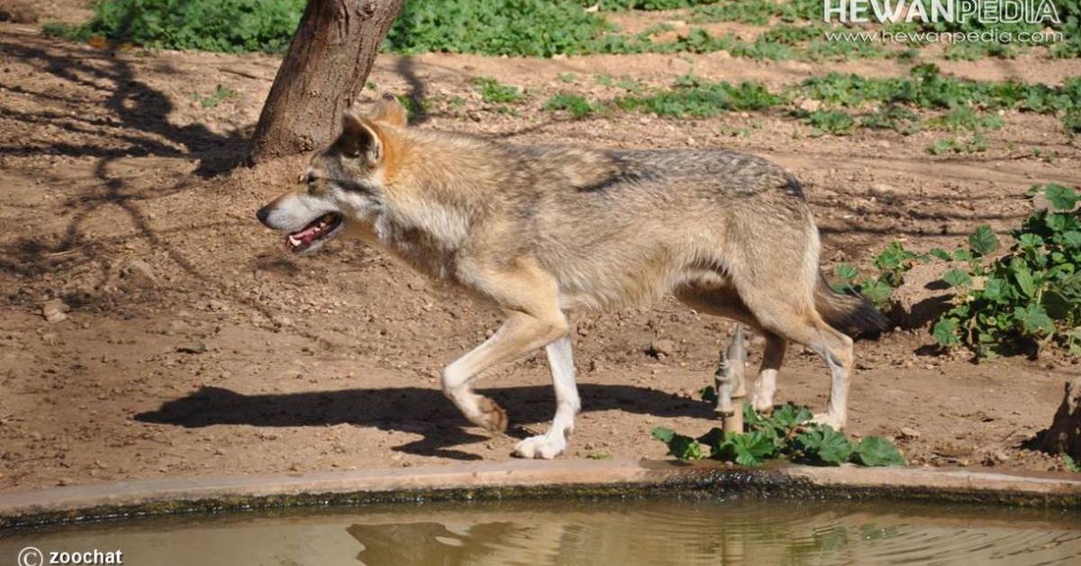 Pictures of Arabian Wolf