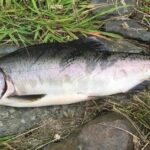 Pictures of Pink Salmon