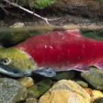 Pictures of Kokanee Salmon