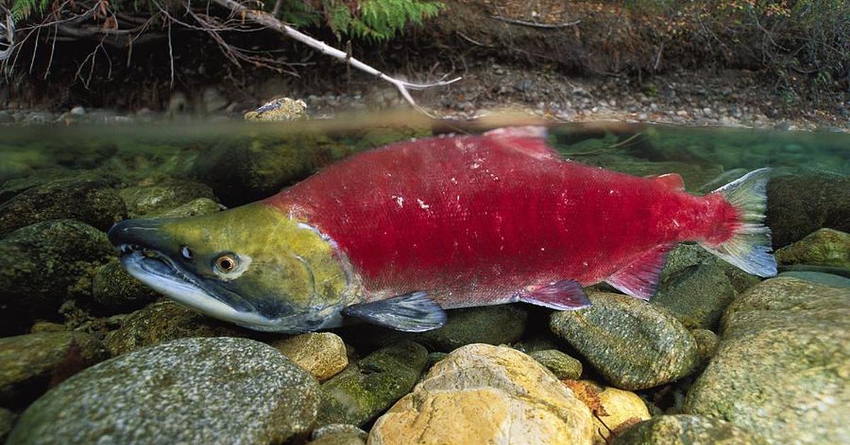 Pictures of Kokanee Salmon