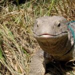 Pictures of Savannah Monitor