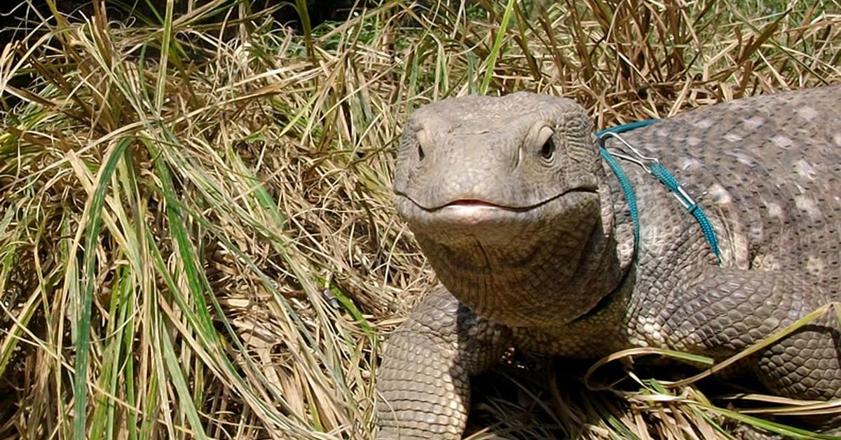 Pictures of Savannah Monitor