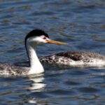 Pictures of Clarks Grebe