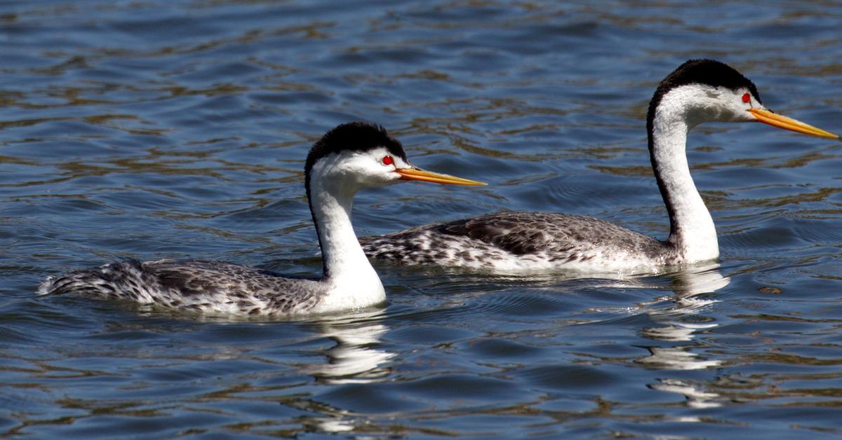 Pictures of Clarks Grebe