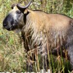 Pictures of Bhutan Takin