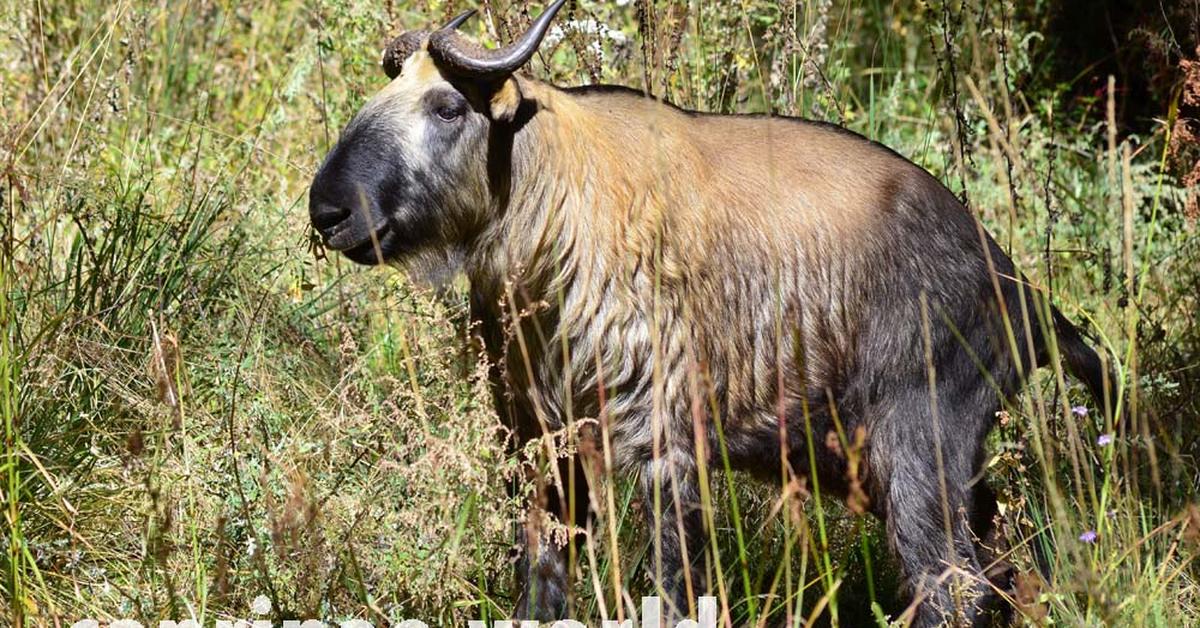 Pictures of Bhutan Takin