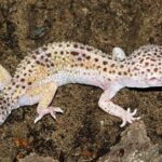 Pictures of Tangerine Leopard Gecko