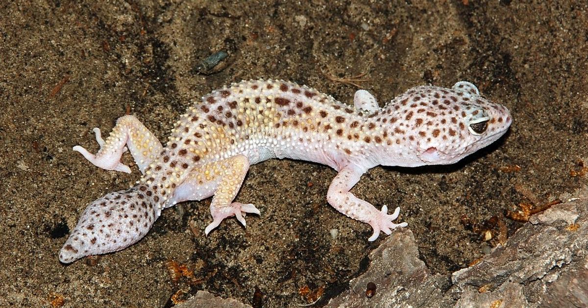 Pictures of Tangerine Leopard Gecko