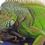 Pictures of Jamaican Iguana