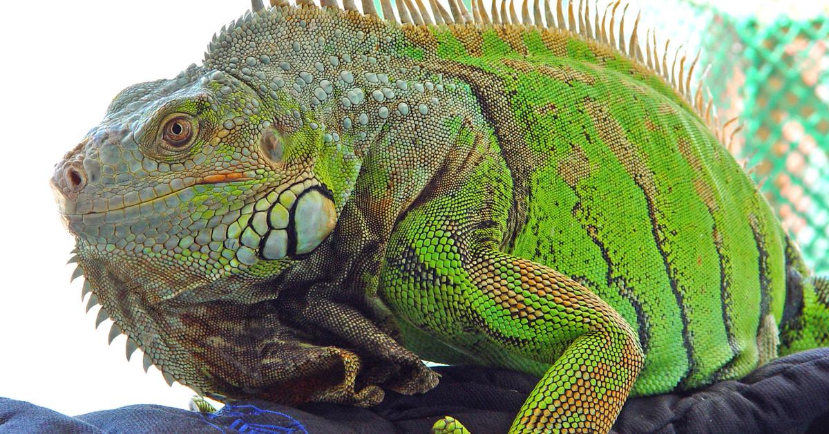 Pictures of Jamaican Iguana