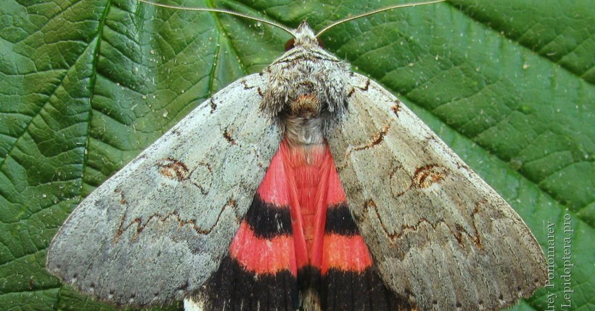 Pictures of Underwing Moth