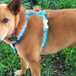 Pictures of Basenji Mix