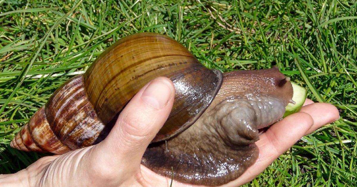 Pictures of Assassin Snail