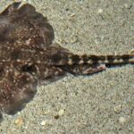 Pictures of Thornback Ray