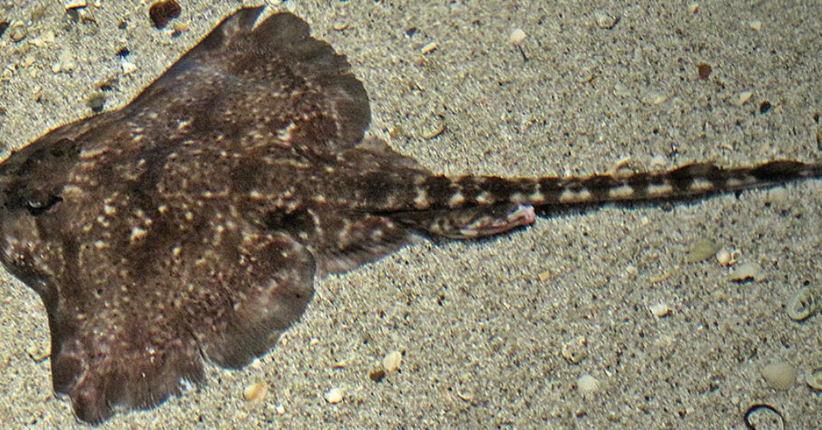 Pictures of Thornback Ray