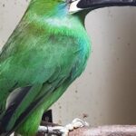 Pictures of Emerald Toucanet