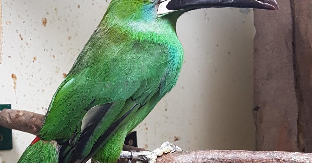 Pictures of Emerald Toucanet