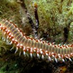 Pictures of Bearded Fireworm