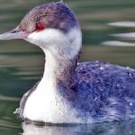 Pictures of Pied-Billed Grebe