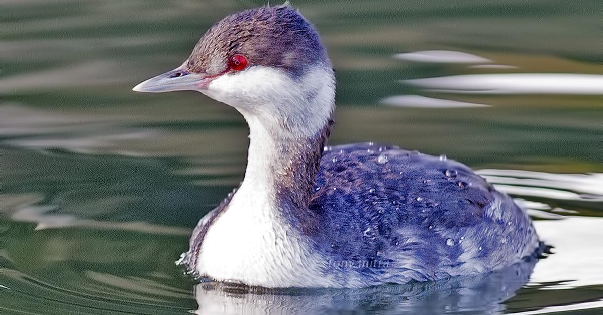 Pictures of Pied-Billed Grebe