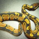 Pictures of Cinnamon Ball Python