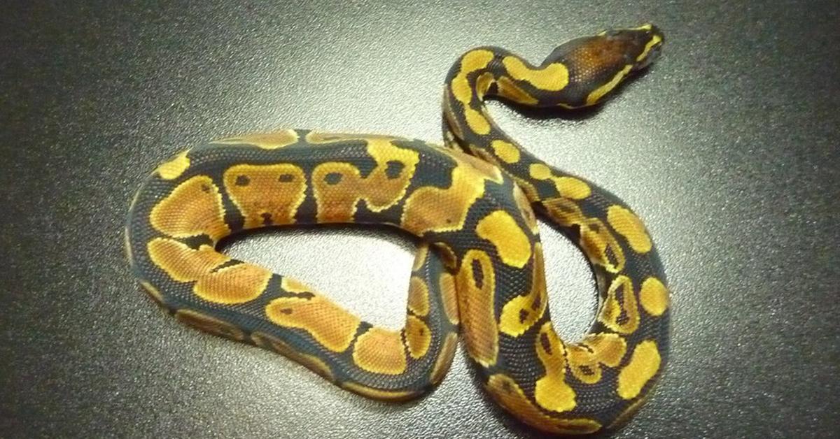 Pictures of Cinnamon Ball Python