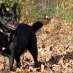 Pictures of Danish Swedish Farmdog