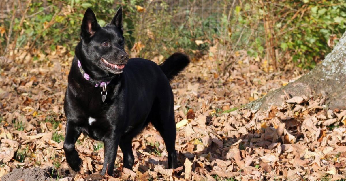 Pictures of Danish Swedish Farmdog