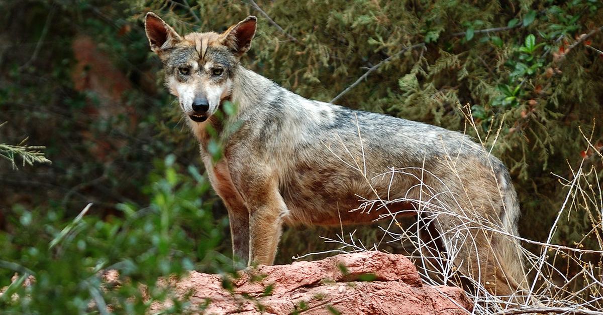 Pictures of Desert Wolf