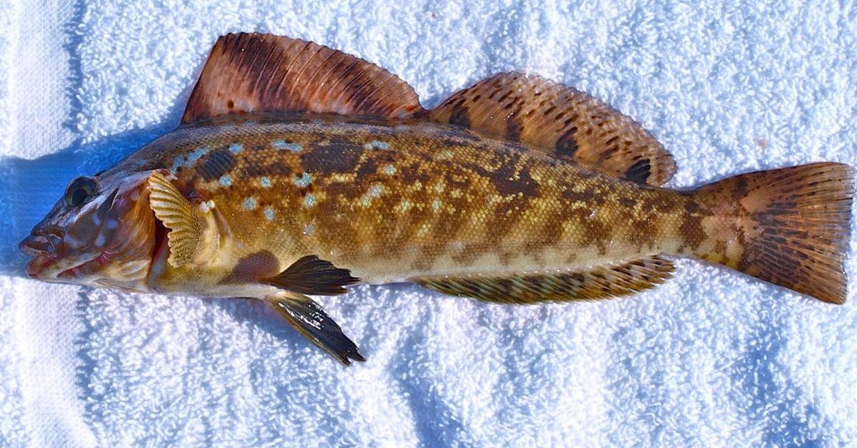 Pictures of Kelp Greenling