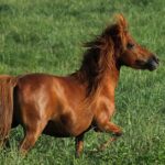 Pictures of Teacup Miniature Horse