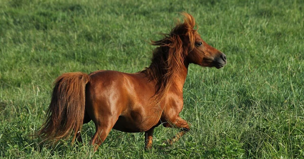 Pictures of Teacup Miniature Horse