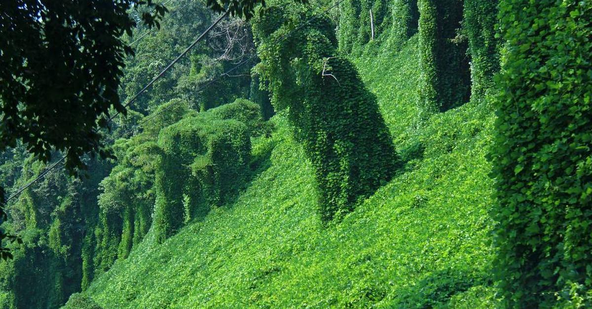 Pictures of Kudzu Bug