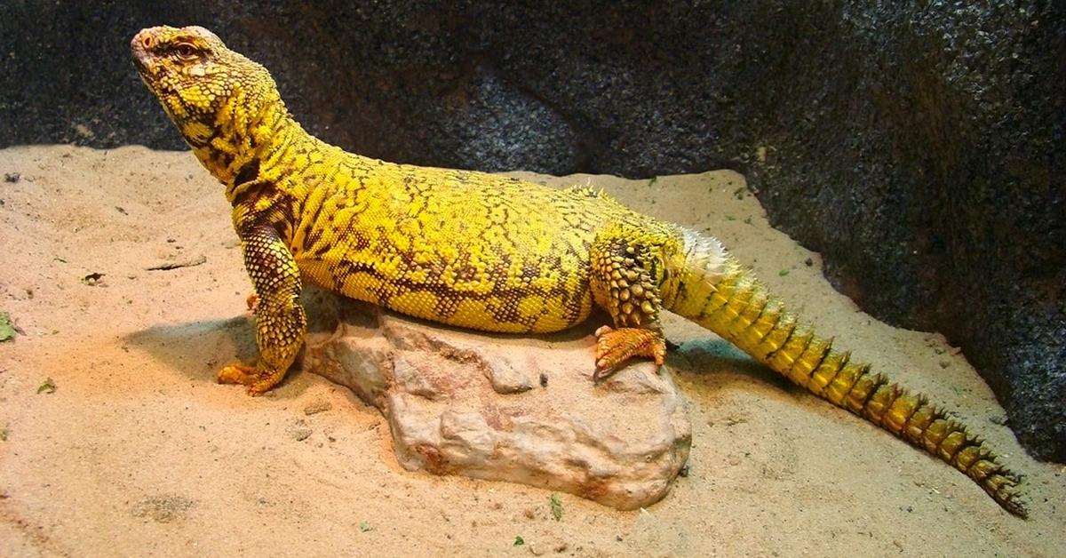 Pictures of Uromastyx